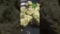 Video Thumbnail: VIP THC