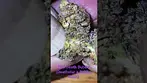 Death Bubba T26 - Close up look - Indica Dominant - sweet smooth kushy.