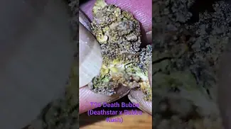 Death Bubba T26 - Close up look - Indica Dominant - sweet smooth kushy.
