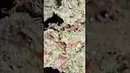 UK MEDICAL FLOWER REVIEW - CREAMY KEES #5 - Cookies and Cream x Karels Haze