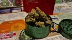 4C Labs Smalls T22 Pucker Up Medical Cannabis Flower 22% - 24%