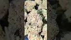 CRAFT BOTANICS GEORGIA PIE (UK PRESCRIPTION MEDICATION)