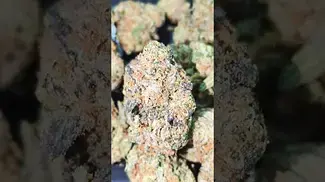 CRAFT BOTANICS GEORGIA PIE (UK PRESCRIPTION MEDICATION)
