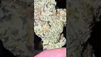 All Nations - Pineapple Express T27 (Trainwreck x Hawaiian) - Sweet & Sour Pineapple terps. Day/Aftn