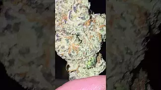 All Nations - Pineapple Express T27 (Trainwreck x Hawaiian) - Sweet & Sour Pineapple terps. Day/Aftn