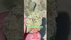 KK T25 King's Kush Medical Strain Review #420 #cbd #strainreviews #medicalcannabis #uk #fyp