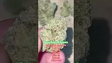 BabyzBudz Video Thumbnail