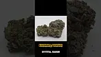 Kootenany Quantum Crystal Caviar #shorts #shortsfeed #shortvideo #short #cannabiscommunity #420