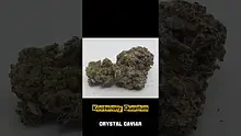 HighStandards420 Video Thumbnail