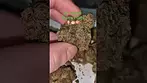 BC GREEN- Scottie's Cake T26% (UK Medical Cannabis Prescription)