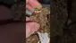 Video Thumbnail: ScottiDunCanna