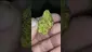Video Thumbnail: THC Bunny