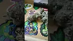All Nations Tropic Thunder T28 UK medical flower