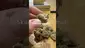 Video Thumbnail: Doc Green Bud