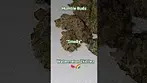 Watermelon Zkittlez by Humble Buds #shortsfeed #shorts #shortvideo #cannabiscommunity #420 #short