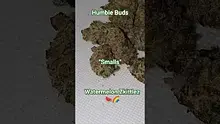 HighStandards420 Video Thumbnail