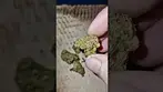 Scout Cake T32 By Upstate Medical Flower