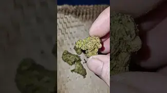 Scout Cake T32 By Upstate Medical Flower