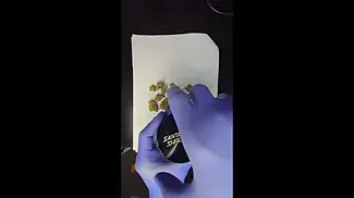 Khiron Peanut butter breath T23