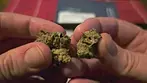 UK Medical Cannabis Review - Lunar Circus aka. Pennywise CBD