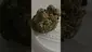 Video Thumbnail: Keep Blazing Stay Amazing