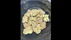 BIG NARSTIE MEDICAL GORILLA KUSH  #medicalcannabis #bignarstie #alternaleaf #cannabisdaily