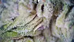 SUDZ | FAAFO, 4C Labs & Xeal Pharma | Part 2