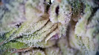 SUDZ | FAAFO, 4C Labs & Xeal Pharma | Part 2