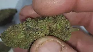 Tropical Cherry Taste Test and MOIST close ups COS IT'S RE-HYDRATED (UK Medical Cannabis)