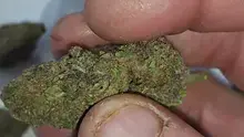 Paul's Pothead Previews Video Thumbnail