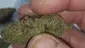 Video Thumbnail: Paul's Pothead Previews