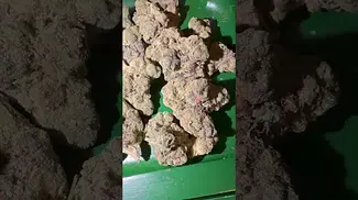 4c labs banana daddy  #uk #medical #patient #youtubeshorts #flowers