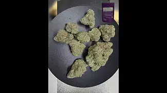 4C Labs  sundial  Alaskan Thunder Fuck (ATD) 29 THC