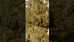 Humble Bud minis Cadillac Rainbow #medicalcannabis (fresh lemon terpenes)