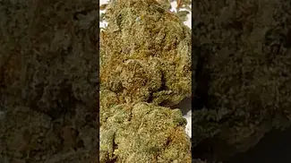 Humble Bud minis Cadillac Rainbow #medicalcannabis (fresh lemon terpenes)