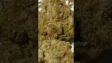 Strange Life 420 Video Thumbnail