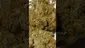 Video Thumbnail: Strange Life 420