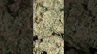UPSTATE TROPICAL BLUES (UK PRESCRIPTION MEDICATION)