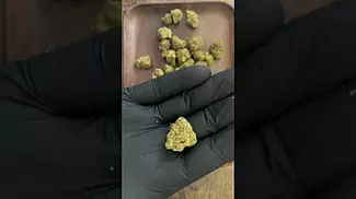 Pt2  cake and caviar grow  waffle bites #fyiシ゚viral #winning #viralvideo #ukcannabis #amsterdam #420