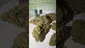 Video Thumbnail: Medi Blaze