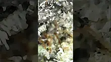 Big Bud Reviews Video Thumbnail
