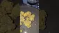 Video Thumbnail: Eazypax420