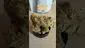 Video Thumbnail: Doc Green Bud