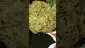 Video Thumbnail: VIP THC