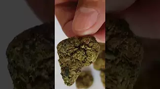 curaleaf Tripoli 20% THC flower, UK Medical cannabis from Mamedica.