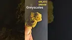 GREYSCALES GELATO DREAM FLOWER REVEAL. GEZMO78 #GREYSCALES ##UKMEDICAL #BUD #GELATO