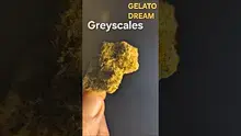 Gezmo 78 Video Thumbnail