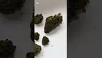 Hexacan Avant CC (Cookies Cream) Quick Look! hexacan medicalcannabisuk ukmedicalcannabis