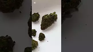 Hexacan Avant CC (Cookies Cream) Quick Look! hexacan medicalcannabisuk ukmedicalcannabis