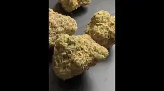Permanent Marker T28 | NUGS #ukmedicalcannabis #strainreview #cannabiscommunity #cannabiseducation